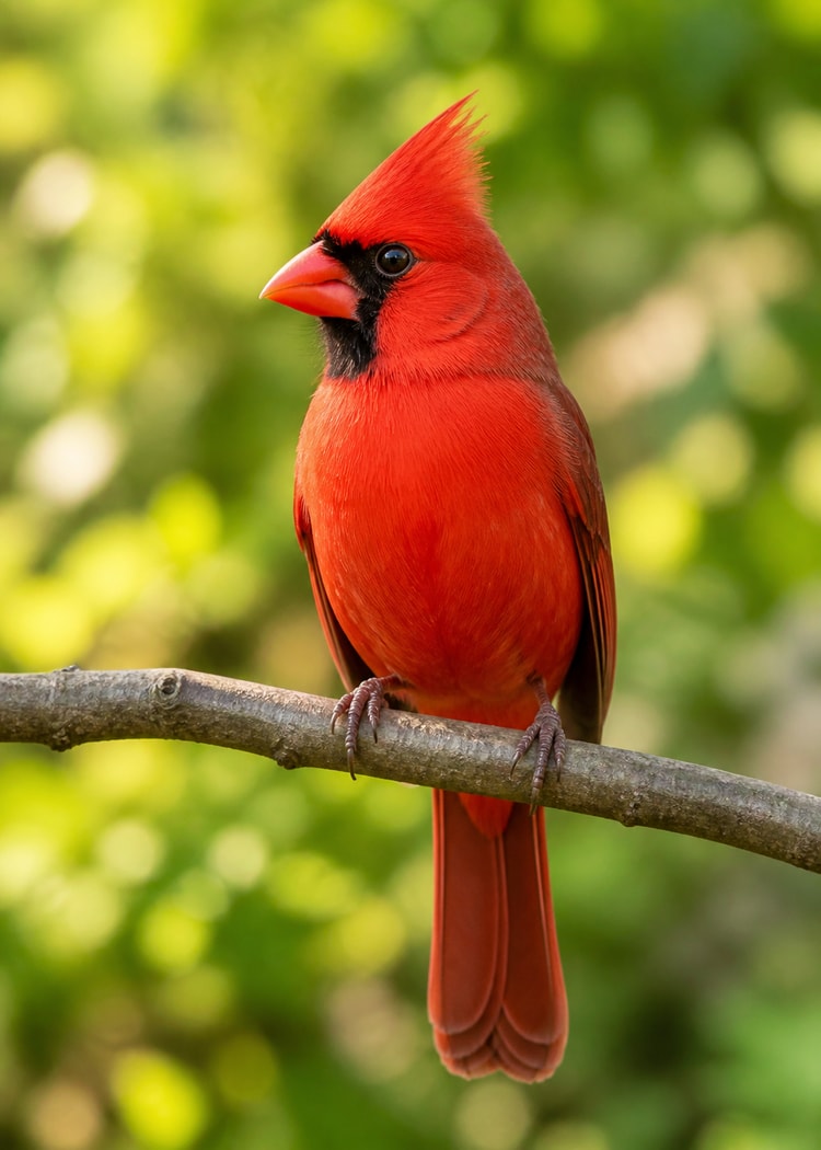 Northern cardinal