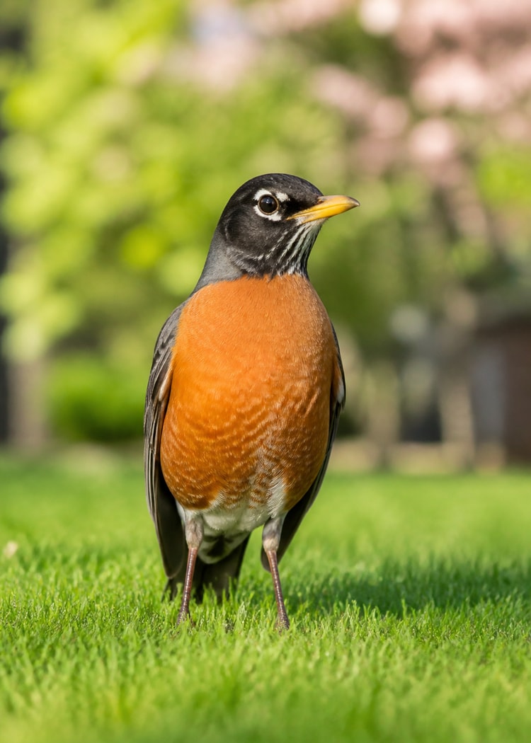 American robin