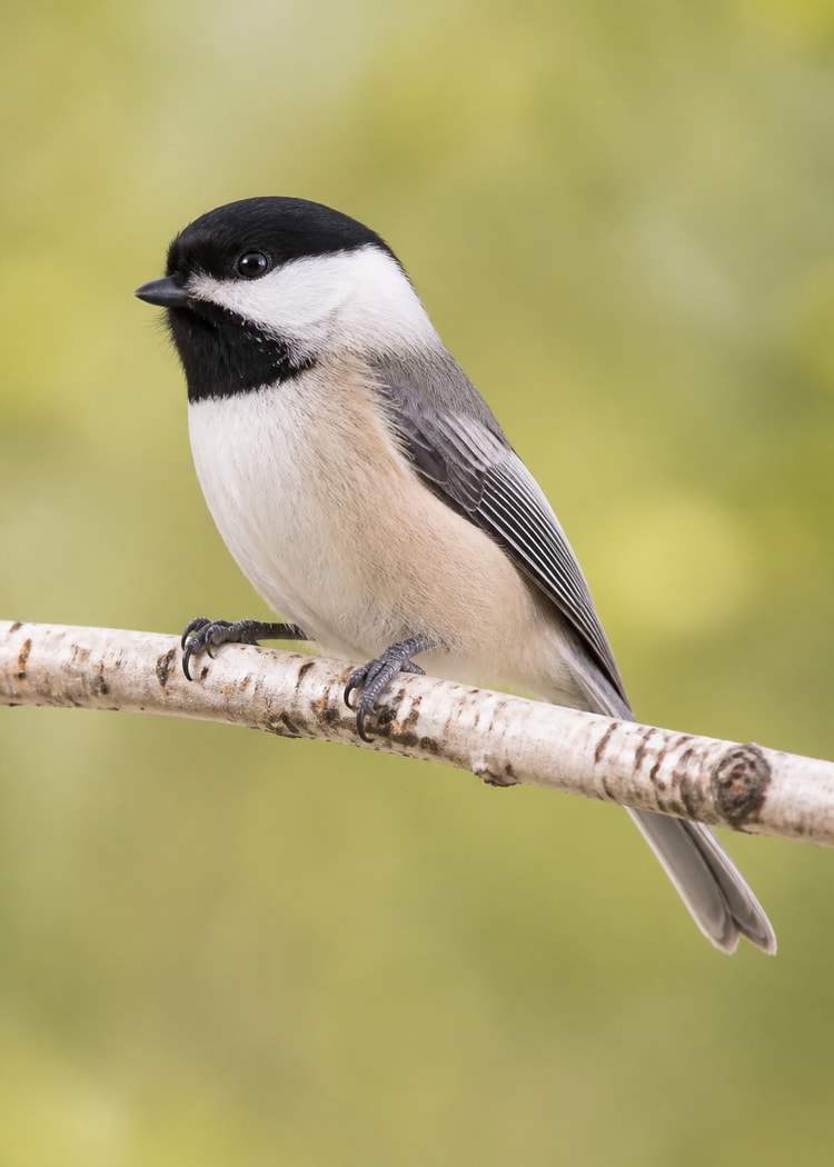 Black-capped chickadee