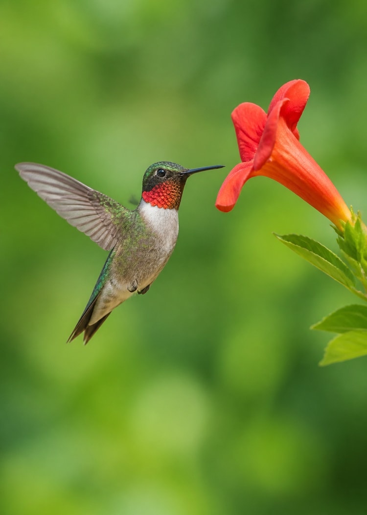 Ruby-throated hummingbird