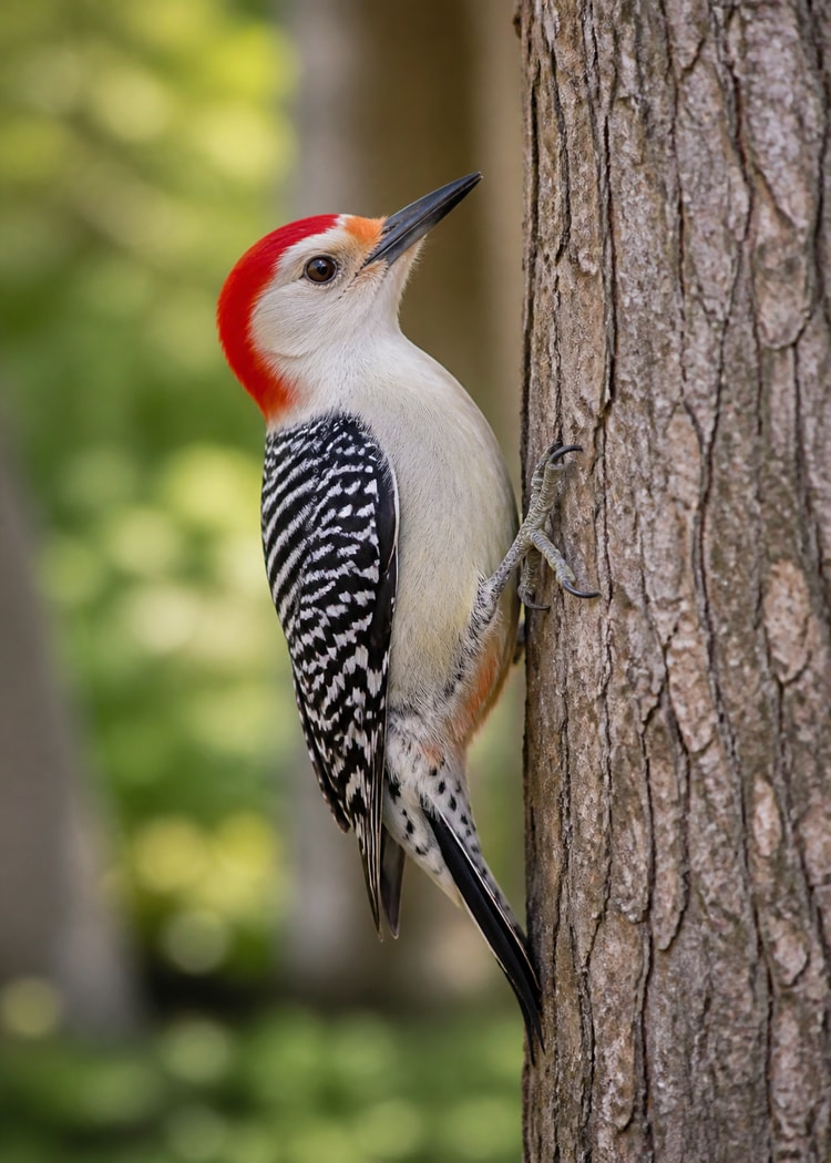 Red-bellied woodpecker