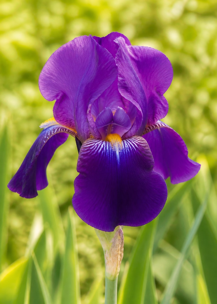 Purple iris