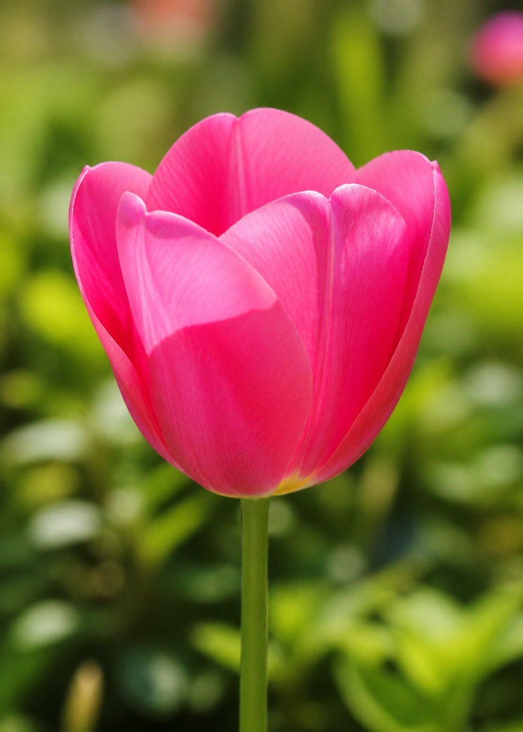 Pink tulip