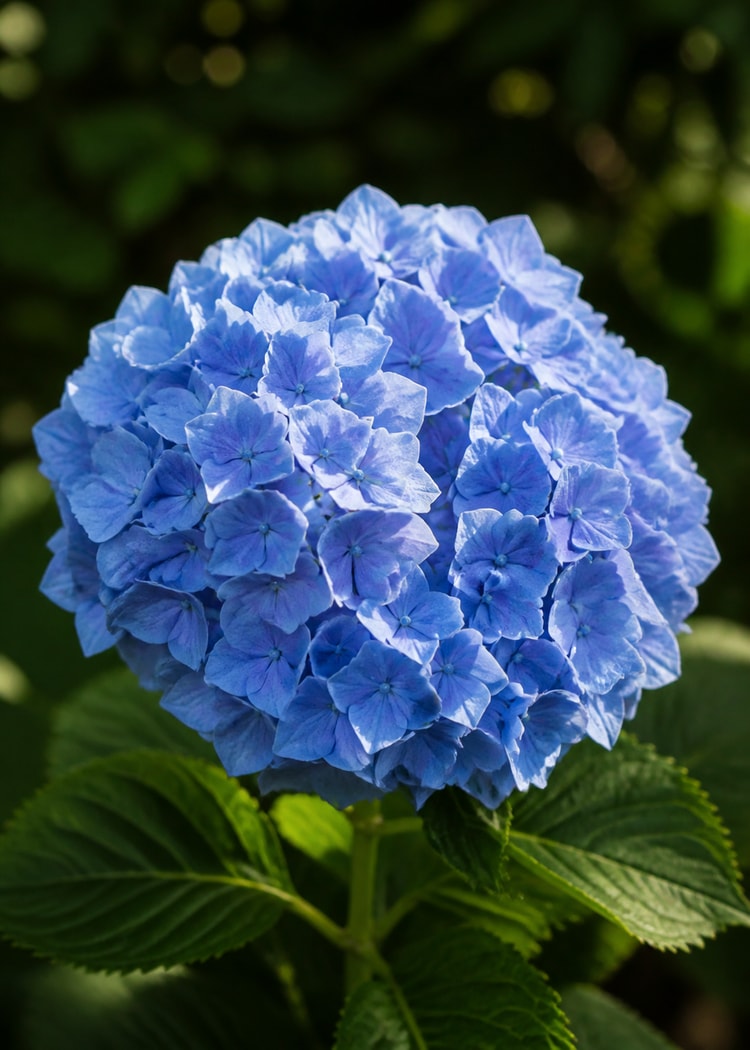 Blue hydrangea