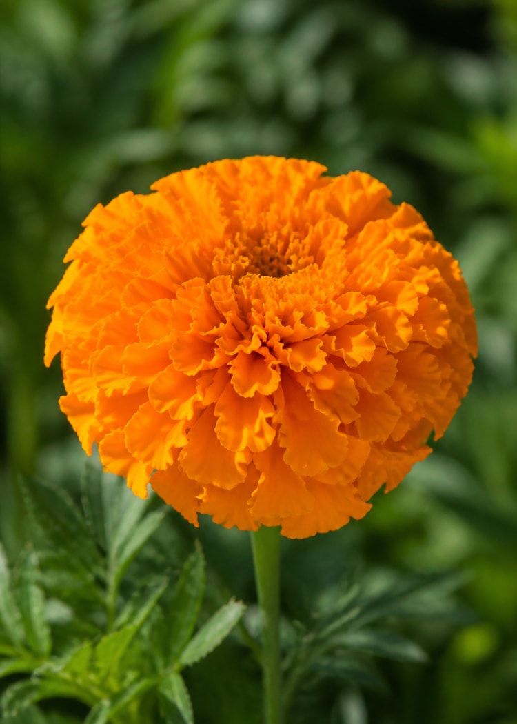 Orange marigold